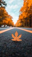 Autumn leaf on the road photo