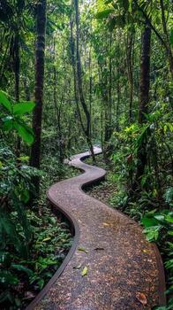 A walkway in the jungle with trees and plants photo