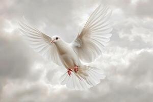A white dove flying in the sky with its wings spread photo
