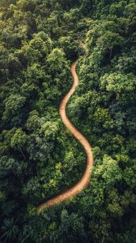 A winding path through the jungle photo