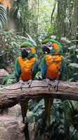 Two colorful parrots sitting on a branch in an enclosure photo