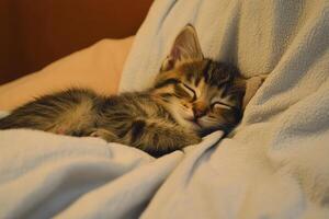 A kitten sleeping on a blanket photo