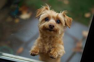 A small dog standing on its hind legs looking out a window photo