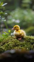 A small duck sitting on top of a moss covered rock photo