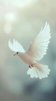 White dove flying in the sky photo
