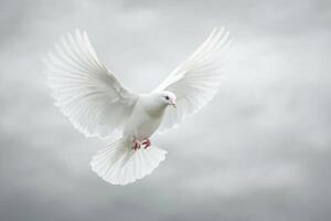 White dove flying in the sky with its wings spread photo