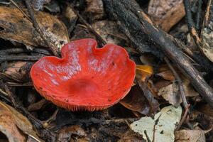 A red mushroom on the ground photo