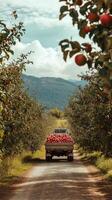 A truck filled with apples photo