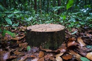 A stump in the forest with leaves and leaves photo