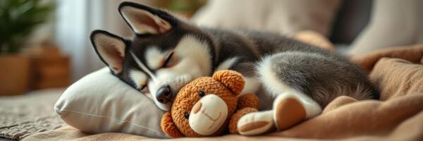 Cute husky puppy sleeps soundly with a teddy bear on a cozy blanket in a warm indoor setting photo