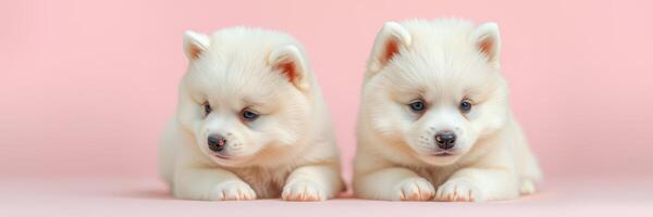 Two fluffy white puppies lying next to each other on a pink background in a warm, playful setting photo