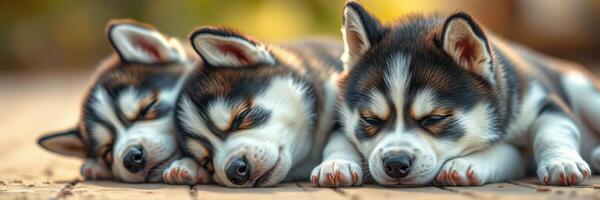 Three sleepy husky puppies resting peacefully on a warm wooden floor in a cozy home setting during the afternoon photo