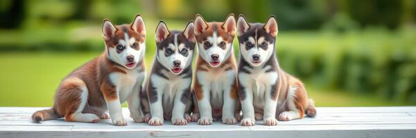 Four playful puppies sit together in a sunny park, showcasing their adorable fur patterns and lively expressions during a joyful afternoon photo