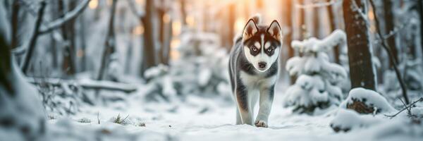 Siberian husky walks through a snowy forest at sunset in a serene winter landscape photo