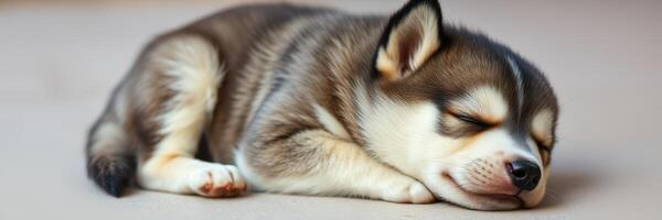 Sleepy husky puppy resting peacefully inside a warm home in the afternoon sunlight photo