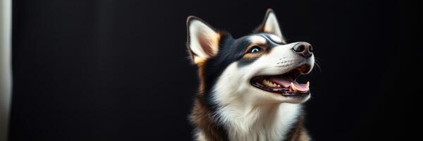 Happy husky with striking black and white coat looks up with excitement in a dramatic lighting setup photo