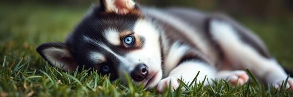 Cute puppy with striking blue eyes resting on green grass in a sunny outdoor setting during midday photo