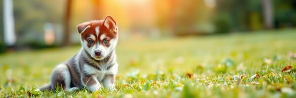 Cute puppy enjoying a warm sunset on the grass in a peaceful park setting photo