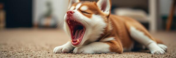 Cute puppy yawns while lying on the carpet in a cozy indoor setting during a lazy afternoon photo