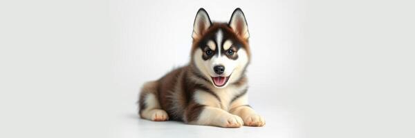 Cute husky puppy sitting calmly on a light background, showcasing playful personality and beautiful fur patterns photo