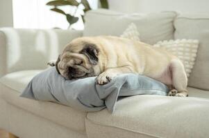 Pug Relaxes on a Cozy Pillow in a Bright Living Room During a Calm Afternoon photo