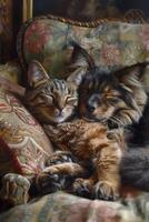 A cat and dog laying on a couch photo