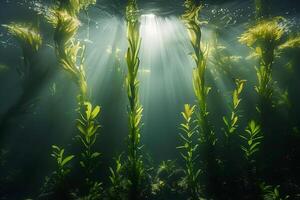 Sunlight shining through the water and plants photo