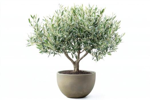 Elegant Olive Bonsai Tree in a Pot photo