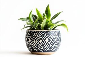 Stylish Plant in a Geometric Pot photo