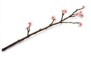 Delicate Cherry Blossom Branch photo