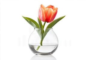 Stunning Orange Tulip in a Glass Vase photo