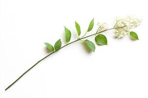 Delicate White Flowers and Green Leaves Arrangement photo