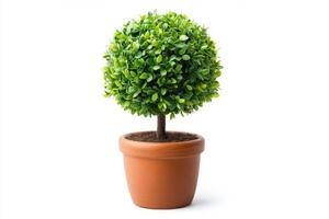 Ornamental Round Plant in Terracotta Pot photo