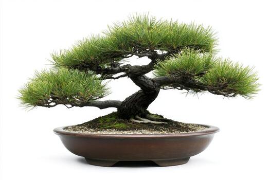 Captivating Bonsai Pine Tree in Elegant Pot photo