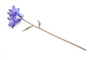 Delicate Purple Flower on White Background photo
