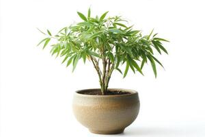 Elegant Bonsai Bamboo Plant in a Stylish Pot photo