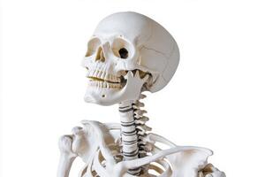 Detailed Human Skeleton Model photo