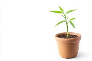 Potted Lucky Bamboo Plant - A Symbol of Growth photo