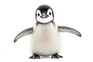 A Tiny Penguin Chick, So Adorable photo