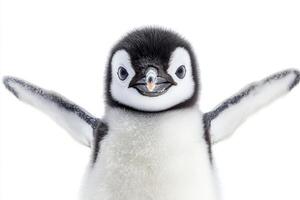 Precious Baby Penguin Portrait photo