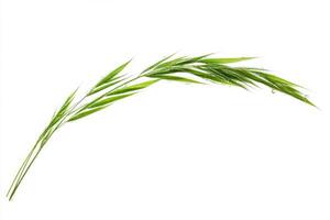 Fresh Green Grass with Water Drops photo