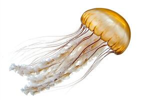 Golden Jellyfish in the Ocean photo