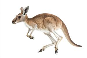 Baby Kangaroo in Mid-Leap - Wildlife Photography photo