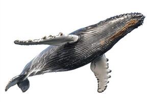 Majestic Humpback Whale in the Ocean photo