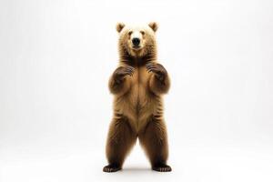 Majestic Brown Bear Standing Tall photo