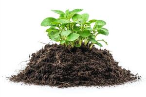 Sprout emerging from fertile soil photo