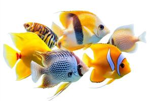 Stunning Variety of Colorful Tropical Fish photo