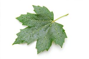 Fresh Green Leaf with Dew Drops photo
