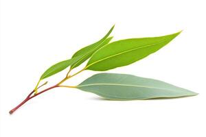 Eucalyptus Branch with Vivid Green Leaves photo