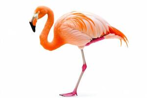 Majestic Flamingo in Vivid Colors photo